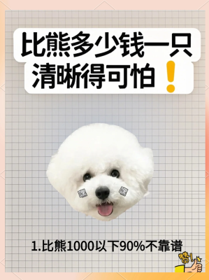 赤峰寵物比熊出售信息電話號(hào)碼-第1張圖片