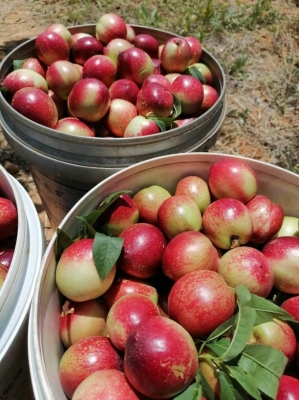 赤峰赤香桃酥店電話地址查詢-第1張圖片