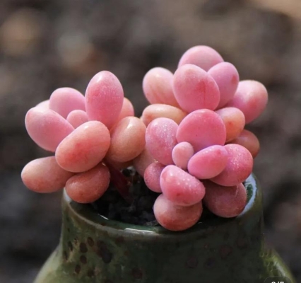 赤峰賣花小攤電話號碼查詢是多少-第1張圖片