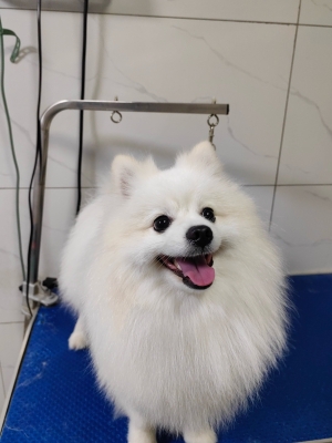 克旗寵物醫(yī)院-第1張圖片