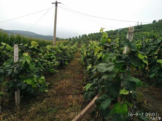 赤峰采摘葡萄園地址電話號碼-第1張圖片