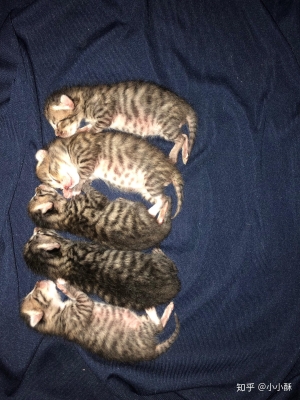 赤峰領養(yǎng)小貓咪電話地址查詢-第1張圖片