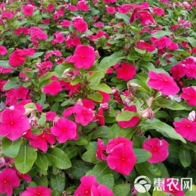 赤峰玫瑰坊小號(hào)電話號(hào)碼查詢-第1張圖片