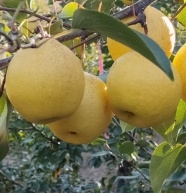 赤峰附近采摘梨的地方電話號碼-第1張圖片