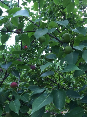 赤峰寧城有什么好吃的-第1張圖片