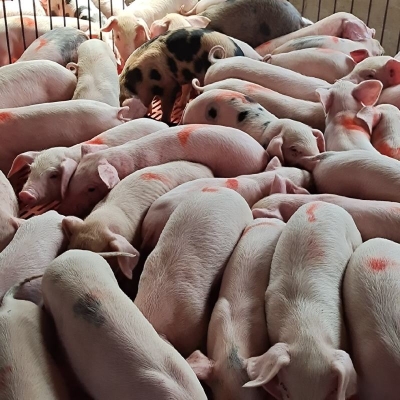 赤峰收豬中介公司電話地址查詢-第1張圖片