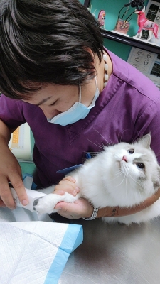 赤峰寵物眼科?？漆t(yī)院電話號碼-第1張圖片