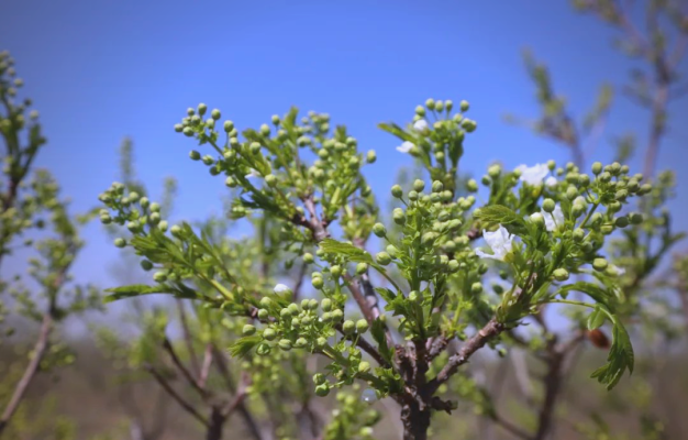 赤峰文冠果茶葉店電話號碼-第1張圖片