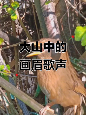 赤峰畫眉鳥店電話號碼多少-第1張圖片