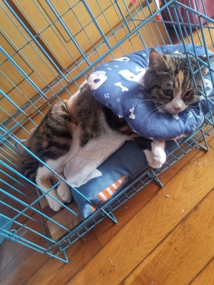 赤峰柚米寵物醫(yī)院電話號(hào)碼-第1張圖片