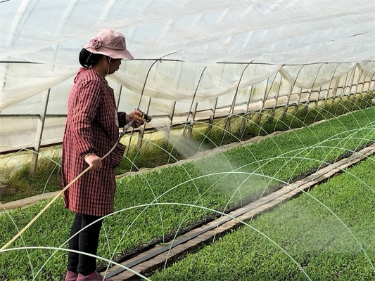 赤峰大蔥籽育苗基地電話號(hào)碼-第1張圖片