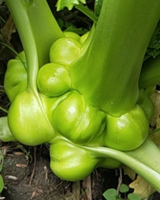 赤峰榨菜批發(fā)電話是多少號-第1張圖片