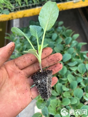 赤峰賣甘藍(lán)苗的電話地址是多少-第1張圖片