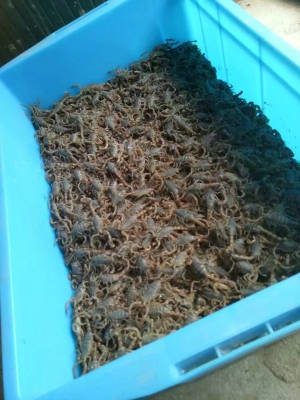 赤峰人工蝎子養(yǎng)殖廠電話號碼-第1張圖片