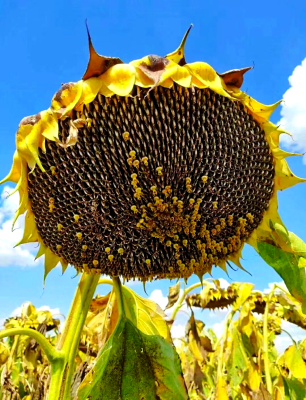 赤峰葵花籽行情銷售電話地址-第1張圖片