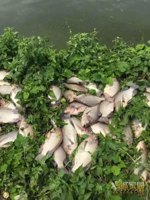 赤峰市魚(yú)塘增氧機(jī)維修電話號(hào)碼-第1張圖片