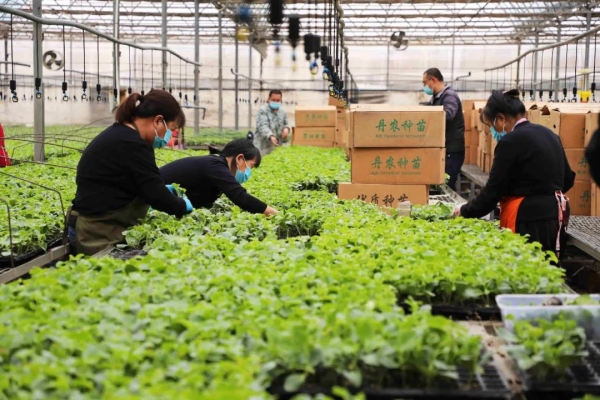 赤峰溫室大棚育苗基地電話號(hào)碼-第1張圖片