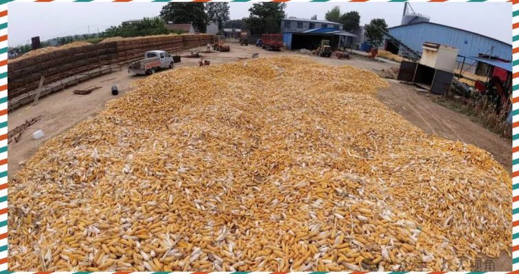 赤峰伊品玉米收購廠電話號碼-第1張圖片