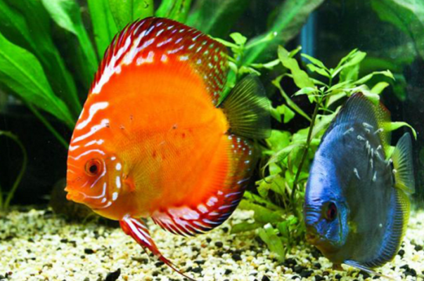 赤峰晨輝海洋館電話號碼-第1張圖片