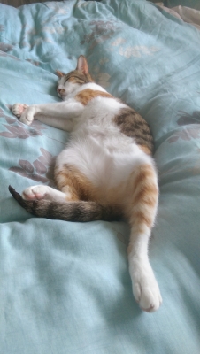 赤峰貓咪剃毛店地址電話號碼-第1張圖片