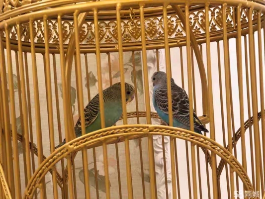 赤峰二手鳥籠市場(chǎng)電話號(hào)碼-第1張圖片