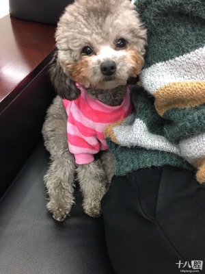 赤峰狗狗體驗店電話多少號-第1張圖片