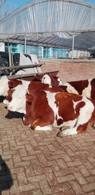 赤峰母牛養(yǎng)殖場地址電話號碼-第1張圖片