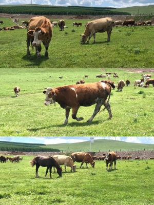 赤峰牧場-第1張圖片