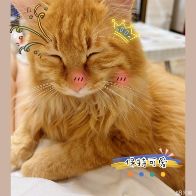 赤峰橘貓領(lǐng)養(yǎng)中心電話號(hào)碼-第1張圖片