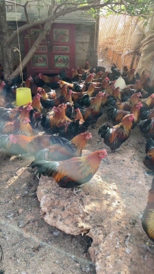 內(nèi)蒙赤峰土雞養(yǎng)殖基地電話號碼-第1張圖片