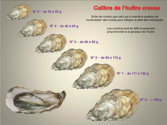 赤峰水母市場電話多少號碼-第1張圖片