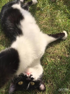 赤峰領(lǐng)養(yǎng)小黑貓電話地址查詢-第1張圖片