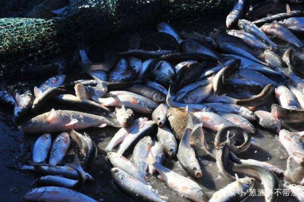 赤峰賣(mài)華子魚(yú)電話(huà)地址查詢(xún)-第1張圖片