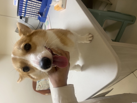 赤峰可愛柯基寶寶店電話號碼-第1張圖片