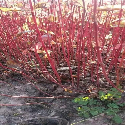 內(nèi)蒙赤峰栽樹(shù)苗基地電話號(hào)碼-第1張圖片