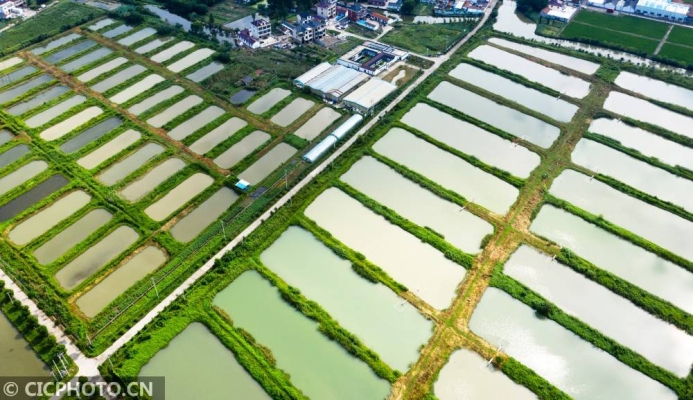 赤峰錦鯉養(yǎng)殖廠電話地址查詢-第1張圖片