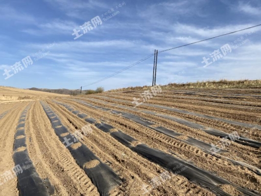 赤峰土黑豬苗批發(fā)電話號碼-第1張圖片