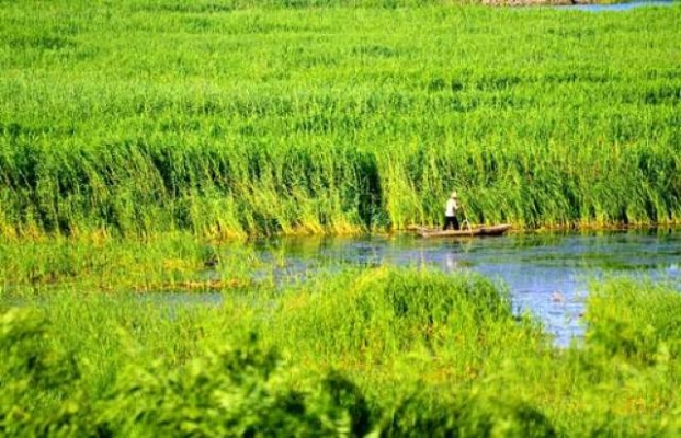 赤峰薰衣草基地電話(huà)號(hào)碼查詢(xún)-第1張圖片