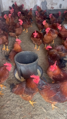 赤峰公雞批發(fā)電話號碼多少-第1張圖片