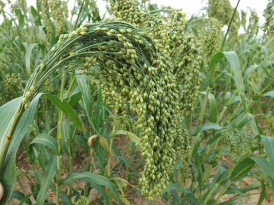 赤峰烙糕批發(fā)廠家電話號碼-第1張圖片