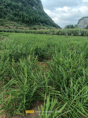 赤峰姜黃廠家電話號碼多少-第1張圖片