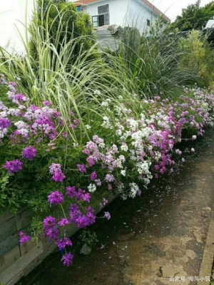 赤峰紅葉美人櫻商家電話號(hào)碼-第1張圖片