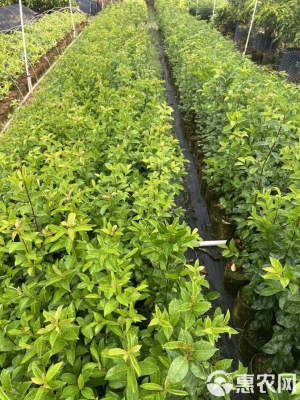 赤峰冬青樹苗批發(fā)電話號(hào)碼-第1張圖片