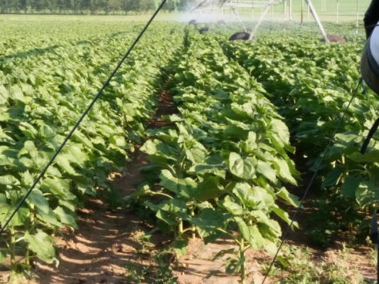 赤峰椰子水果種植基地電話號碼-第1張圖片