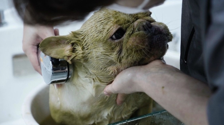 赤峰玉龍家園寵物店電話號(hào)碼-第1張圖片