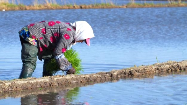 赤峰出售秧苗電話地址在哪里啊-第1張圖片