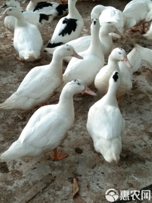 赤峰鑒定鴨寶寶的地方電話是多少-第1張圖片