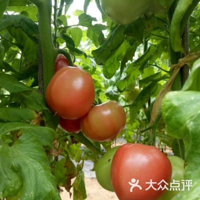 赤峰周邊蔬菜采摘基地電話號碼-第1張圖片