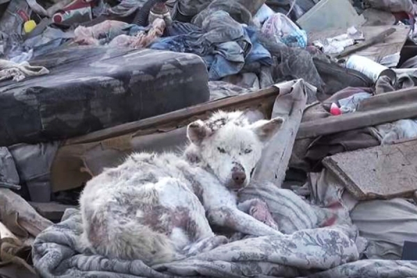 赤峰南山垃圾廠電話(huà)多少號(hào)-第1張圖片