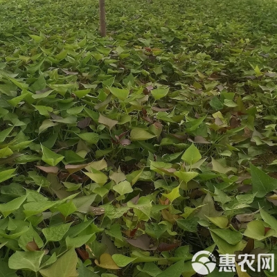 赤峰代理紅薯苗廠家電話號(hào)碼-第1張圖片